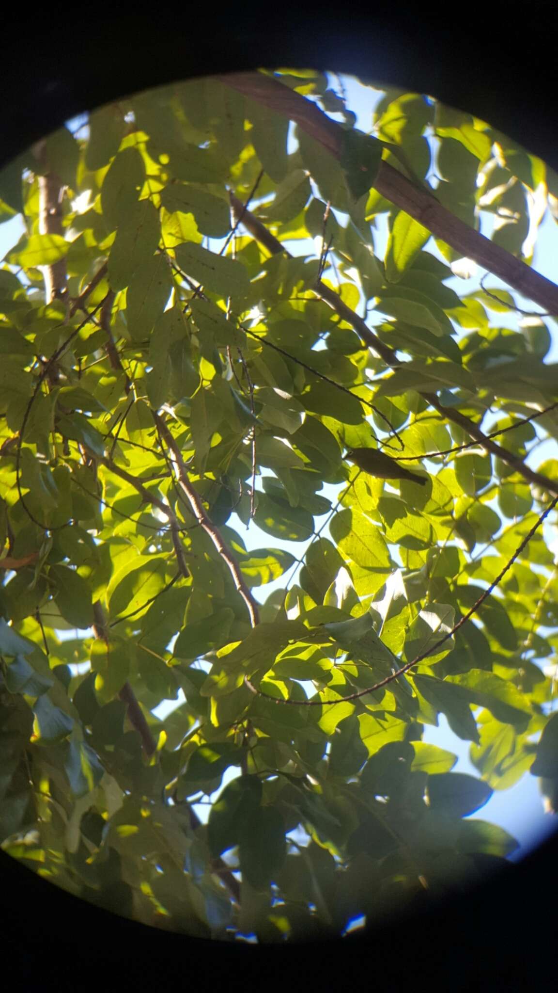 Image of Japanese White-eye