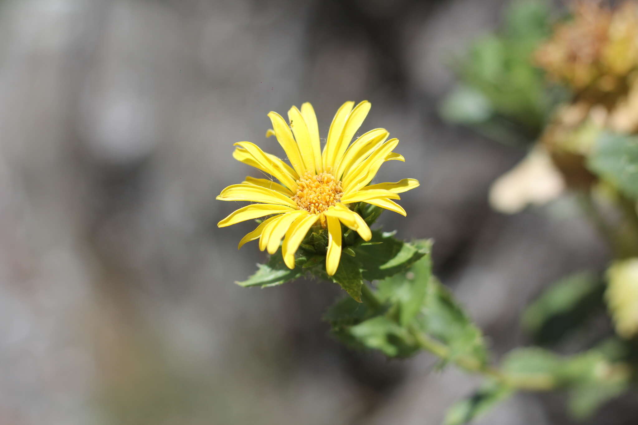 Слика од Grindelia buphthalmoides DC.