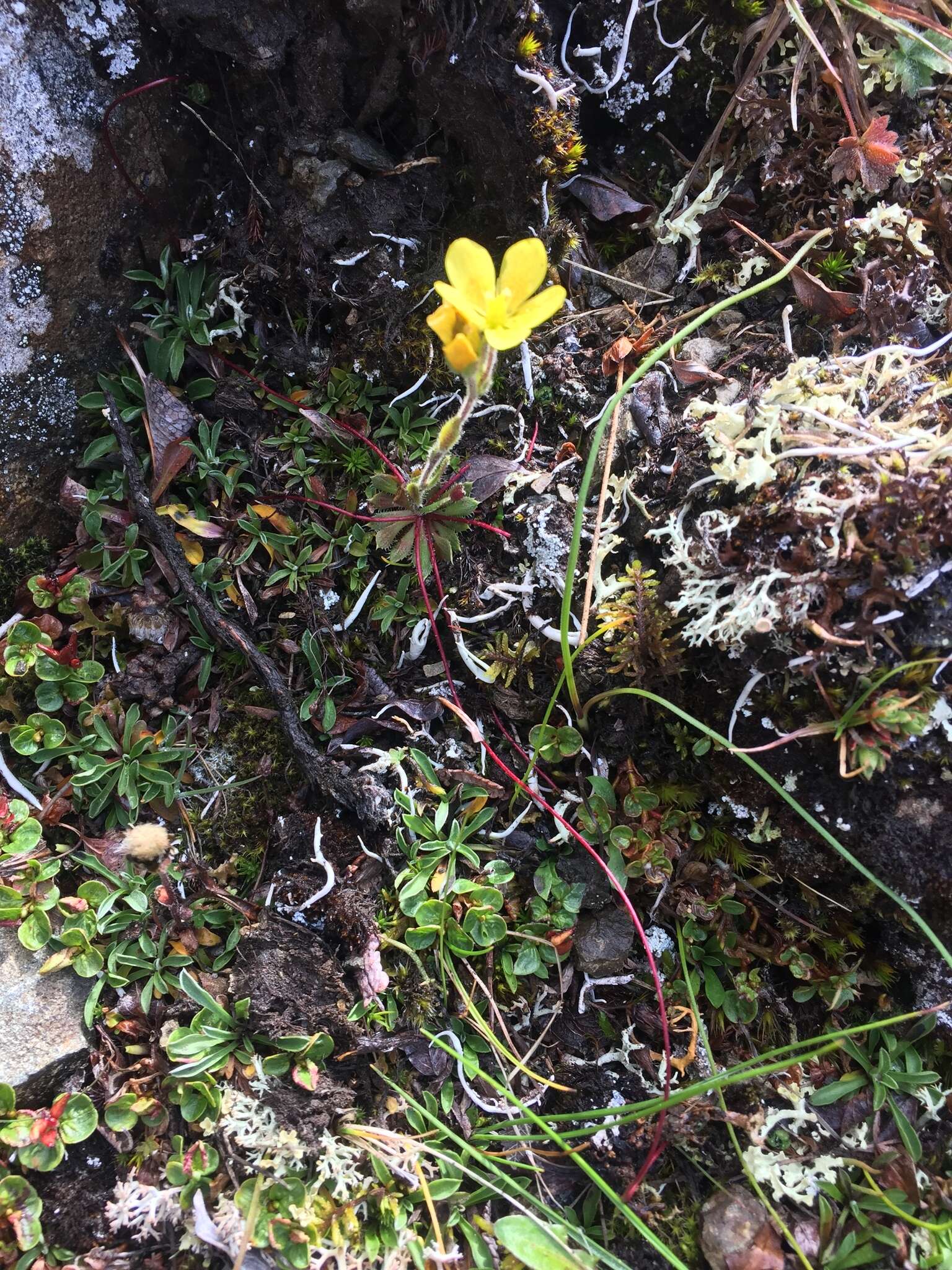 Image of whiplash saxifrage