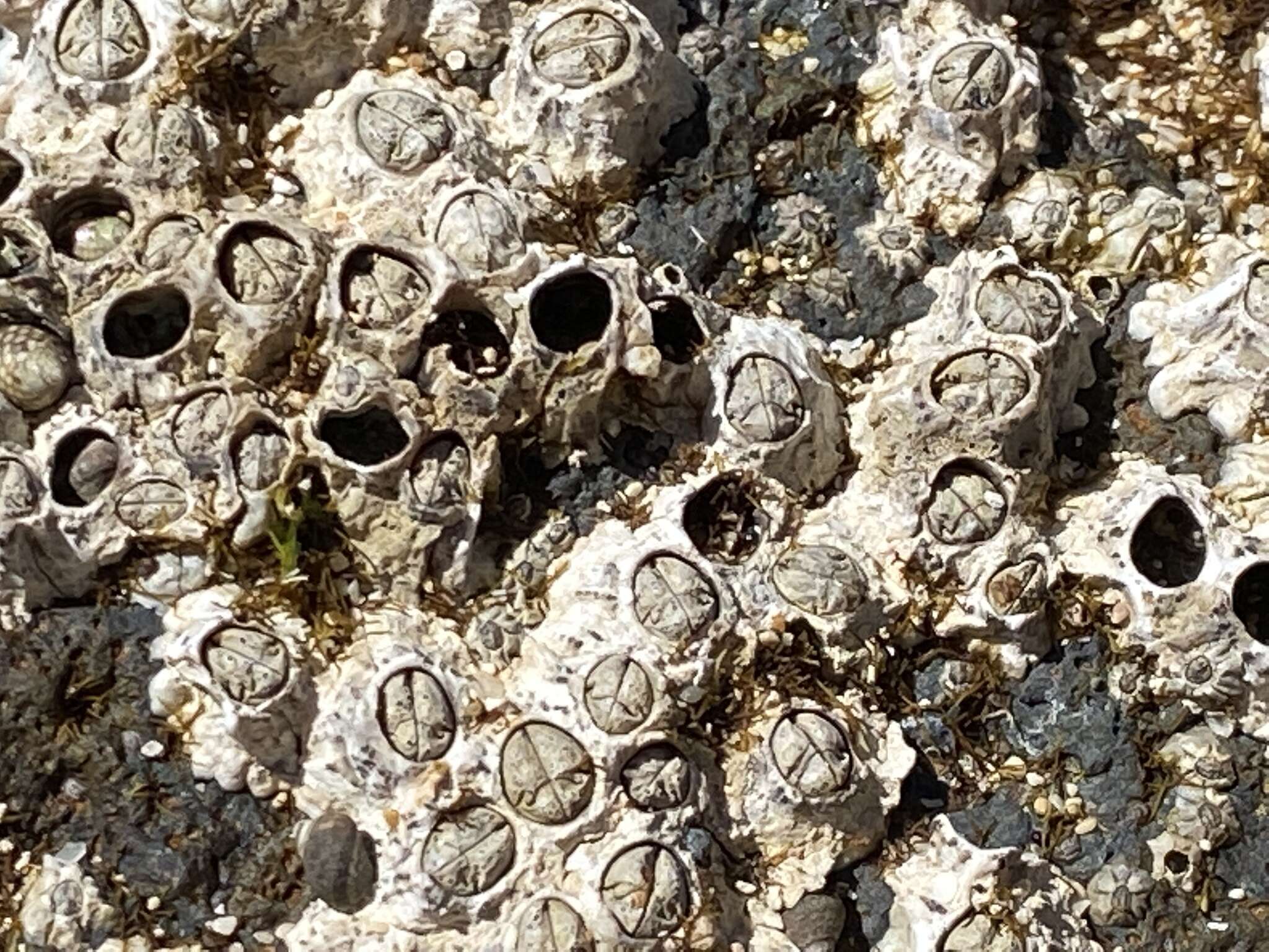 Image of Poli's stellate barnacle