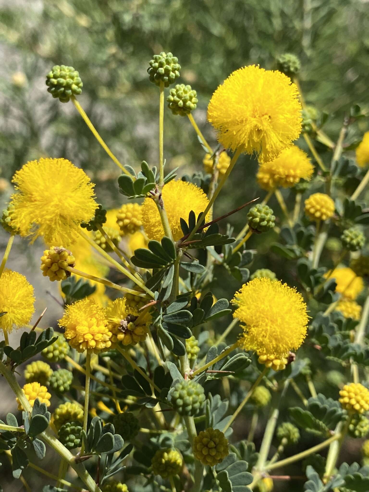 Acacia pulchella R. Br. resmi