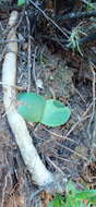 Image of Haemanthus carneus Ker Gawl.