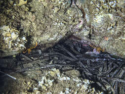 Sivun Stenopus spinosus Risso 1827 kuva