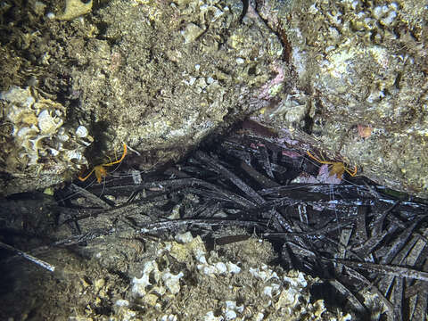 Image of golden coral shrimp