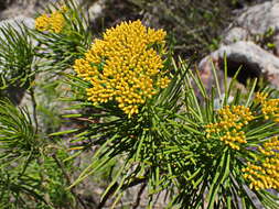 Image of Hymenolepis indivisa (Harv.) M. Källersjö