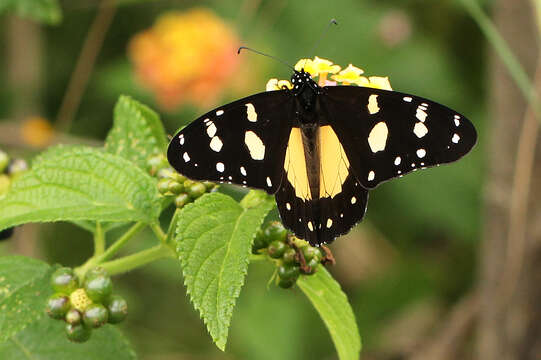 Amauris echeria lobengula (Sharpe 1890) resmi