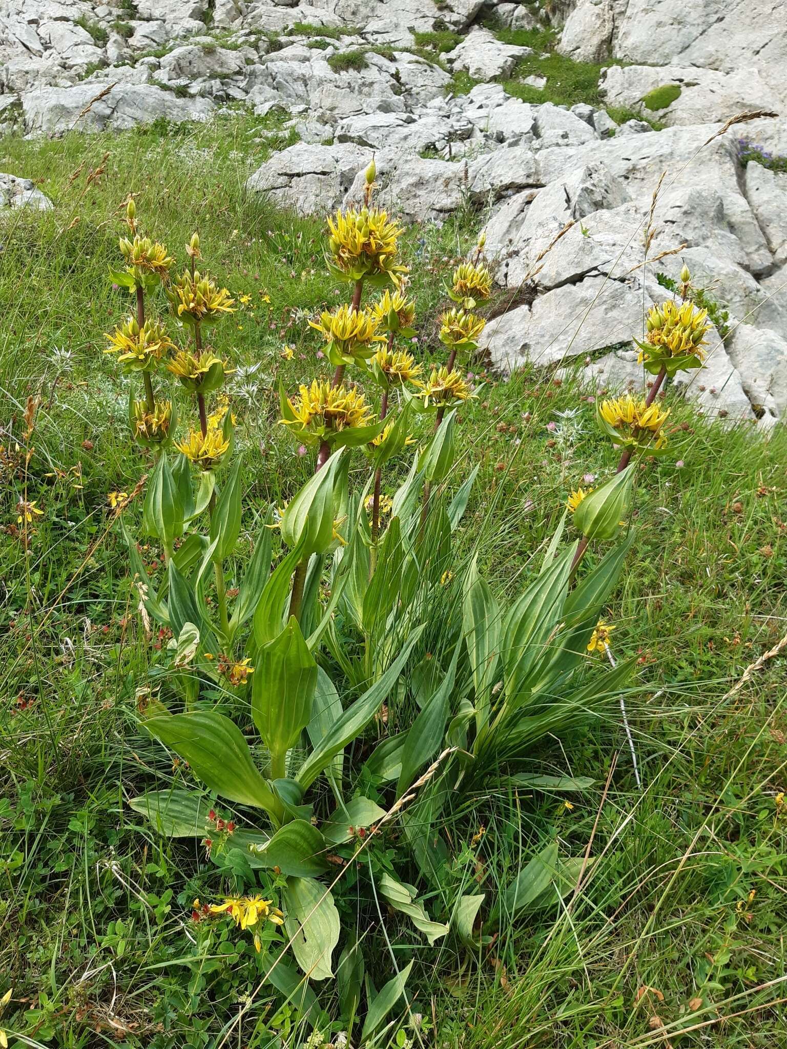 Image of Gentiana lutea subsp. lutea