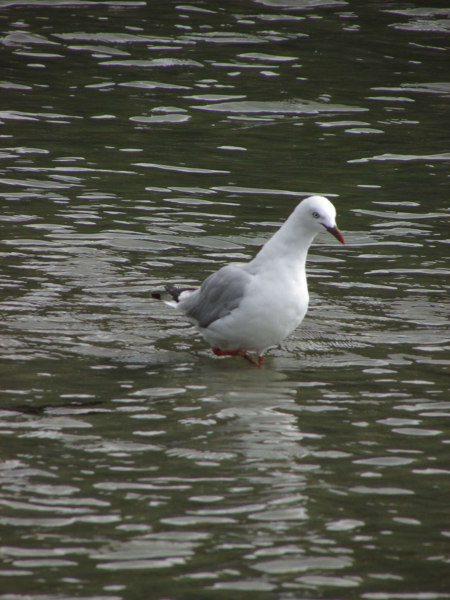 Image of Red-billed gull