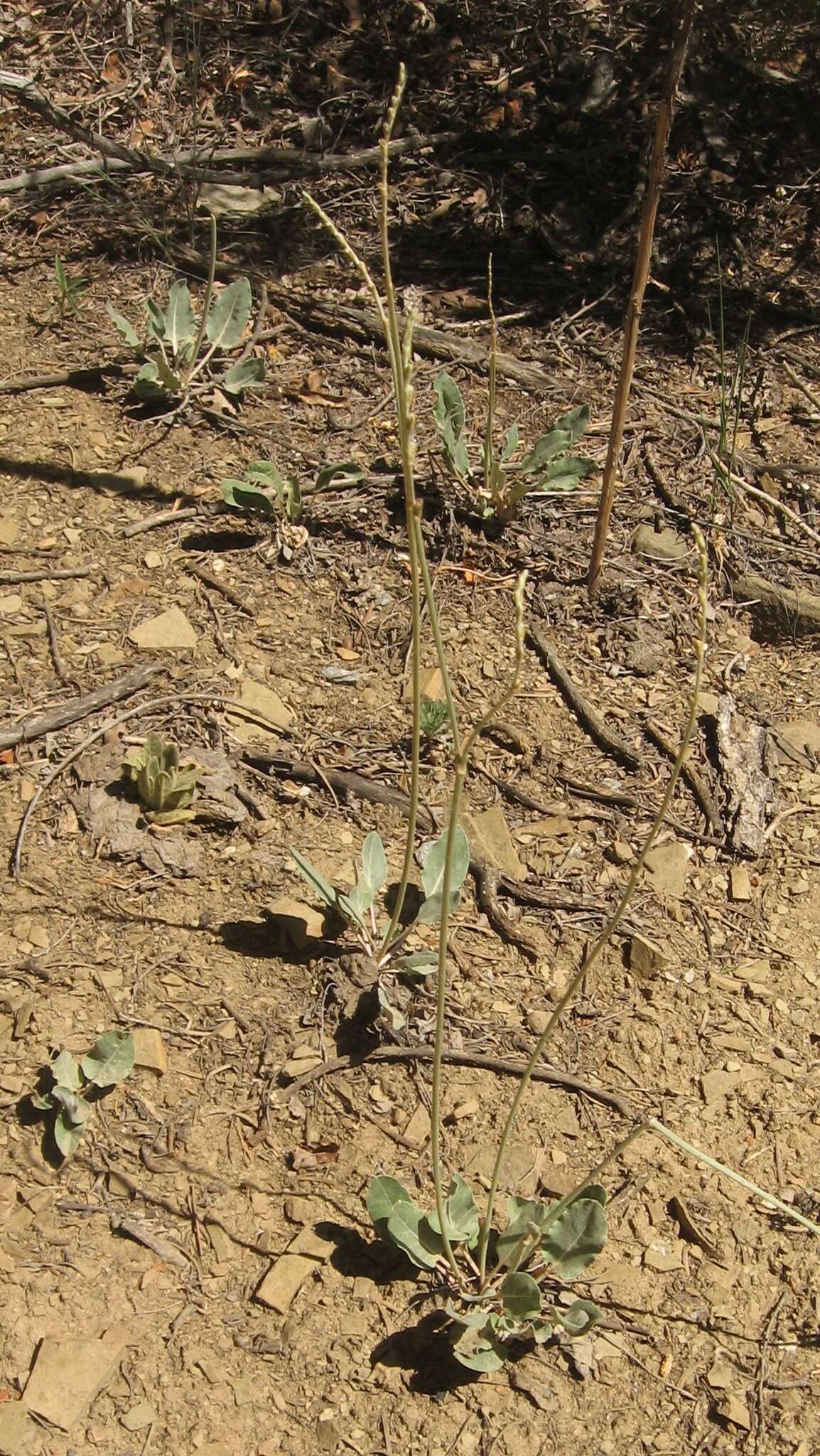 Image of redroot buckwheat