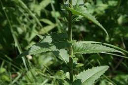 Image of Hesperis sylvestris Crantz