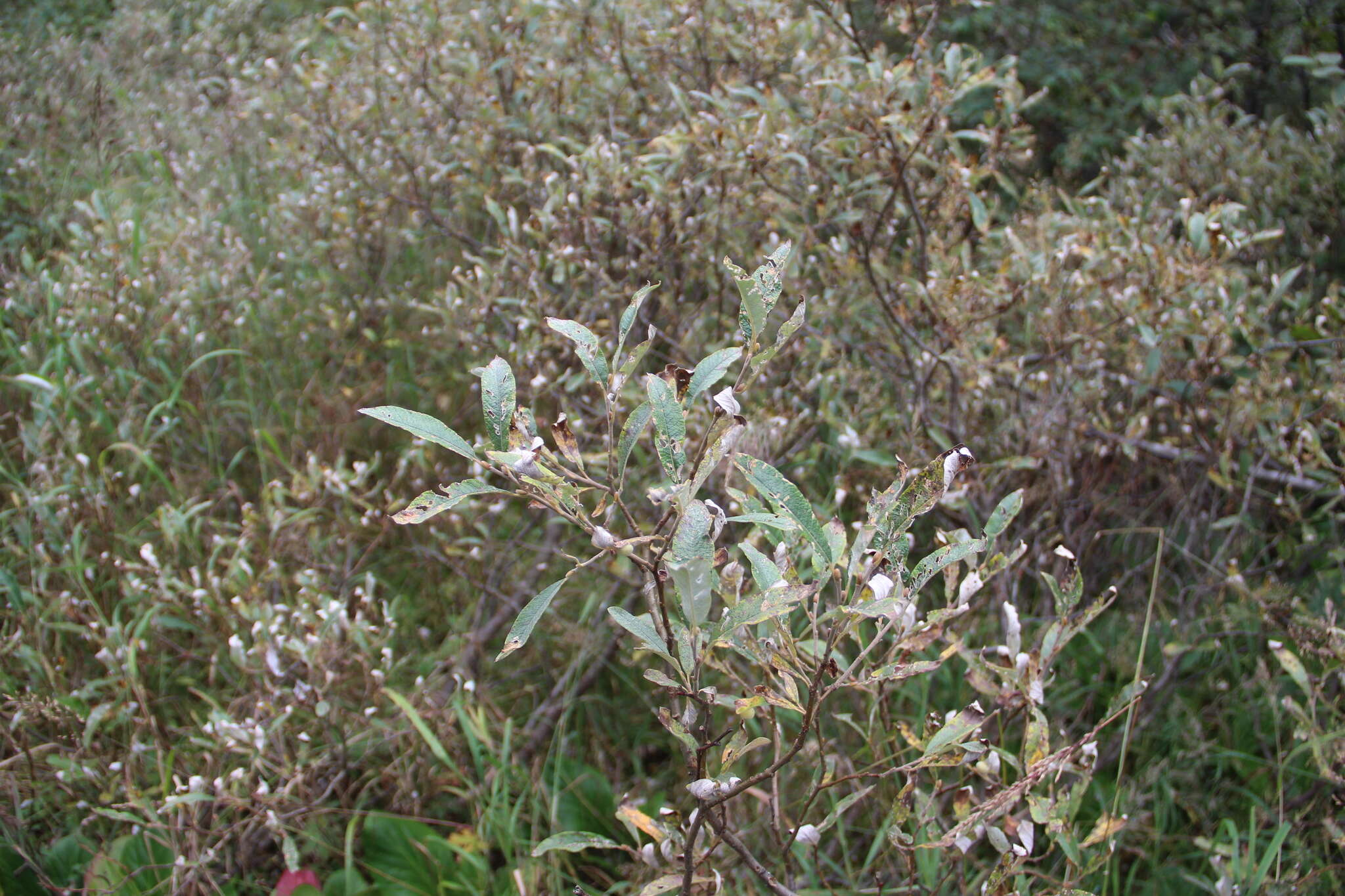 Image of Salix krylovii E. Wolf