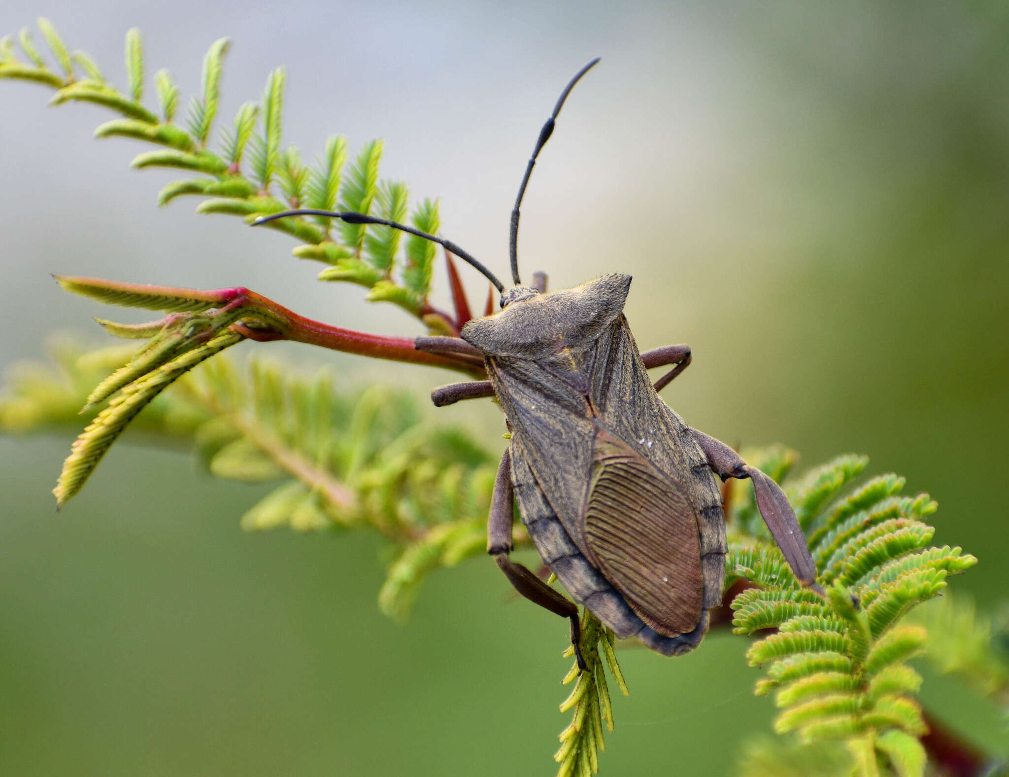 صورة Thasus heteropus (Latreille 1809)