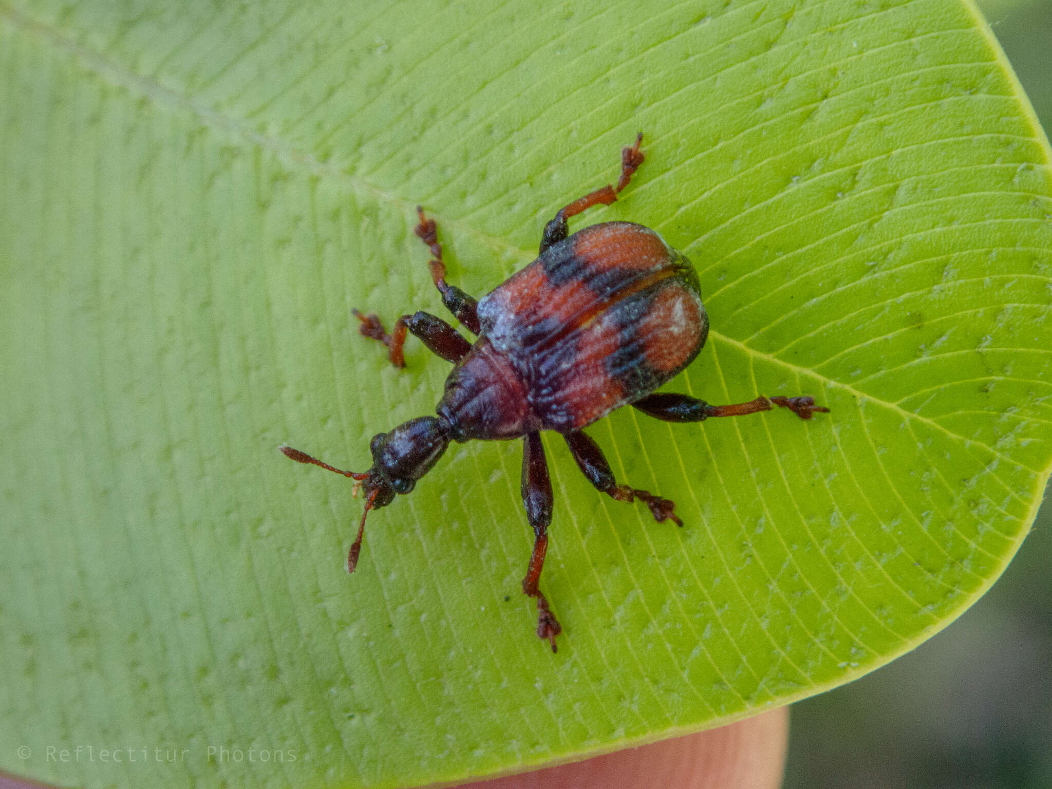 Image of Strigapoderus javanicus Legalov 2003