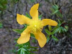 Image of Hypericum styphelioides A. Rich.