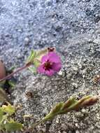 Image of Rattan's monkeyflower