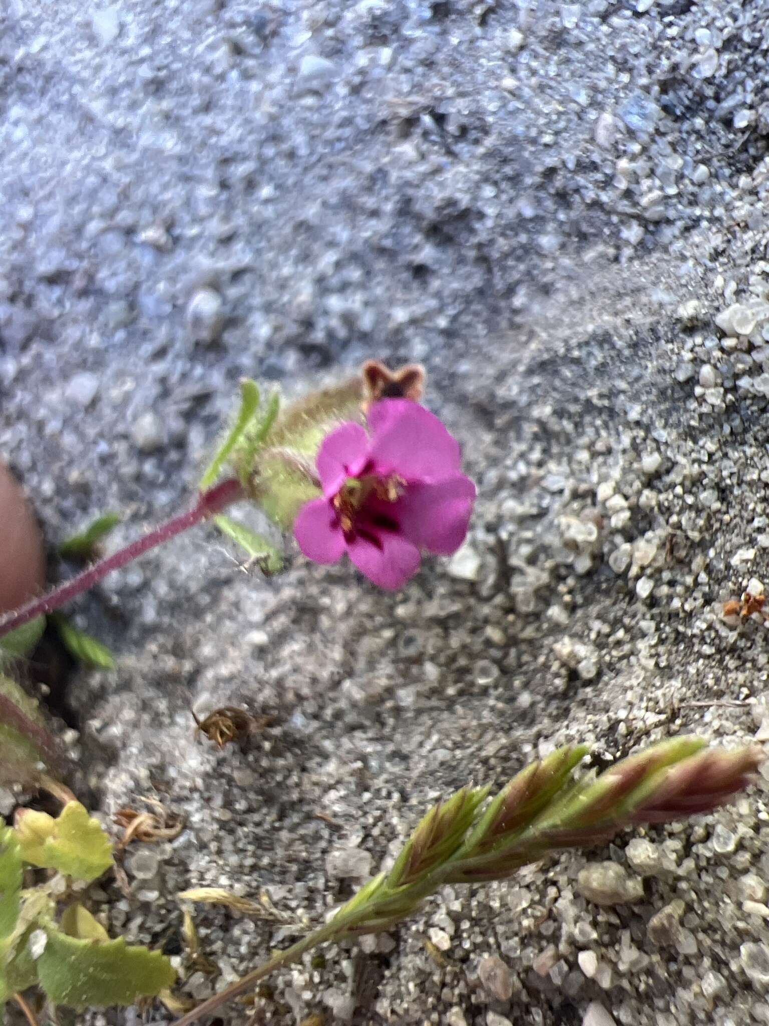 Image of Rattan's monkeyflower