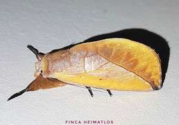 Image of Hemiceras flava Schaus 1906