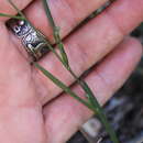 Image of Bupleurum affine Sadler