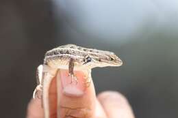 Image of Bunchgrass Lizard