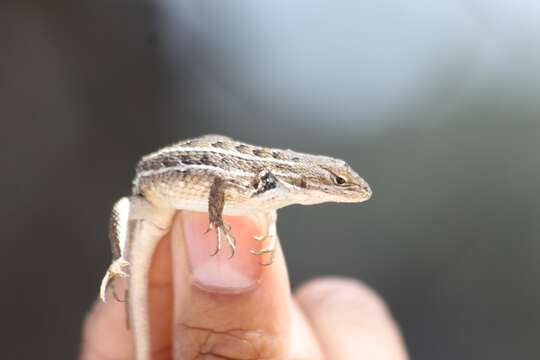 Image of Bunchgrass Lizard