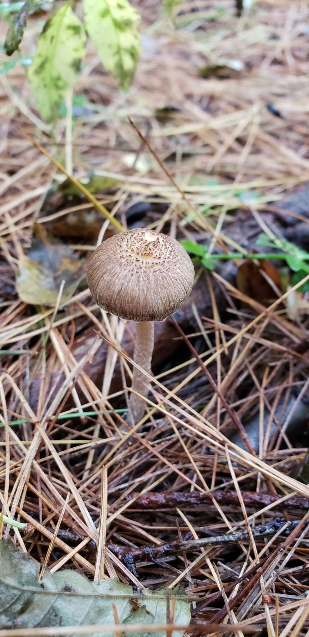 صورة Inocybe griseoscabrosa (Peck) Earle 1903