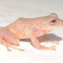 Image of Pristimantis eugeniae (Lynch & Duellman 1997)