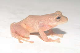 Image of Pristimantis eugeniae (Lynch & Duellman 1997)