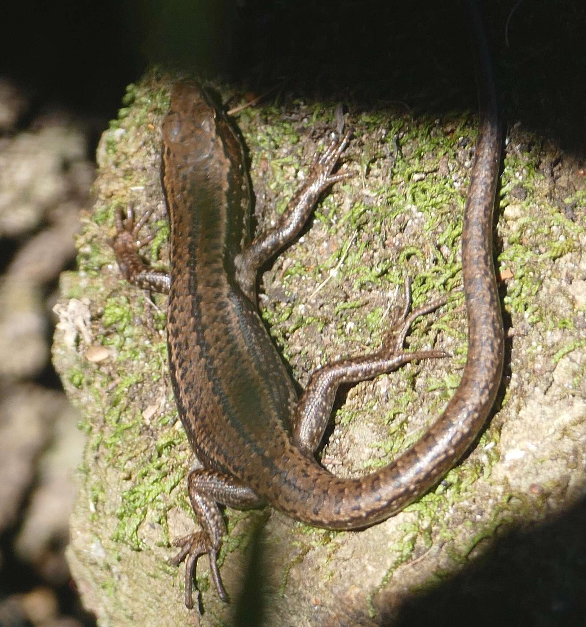 Image of Tasmanian Tree Skink