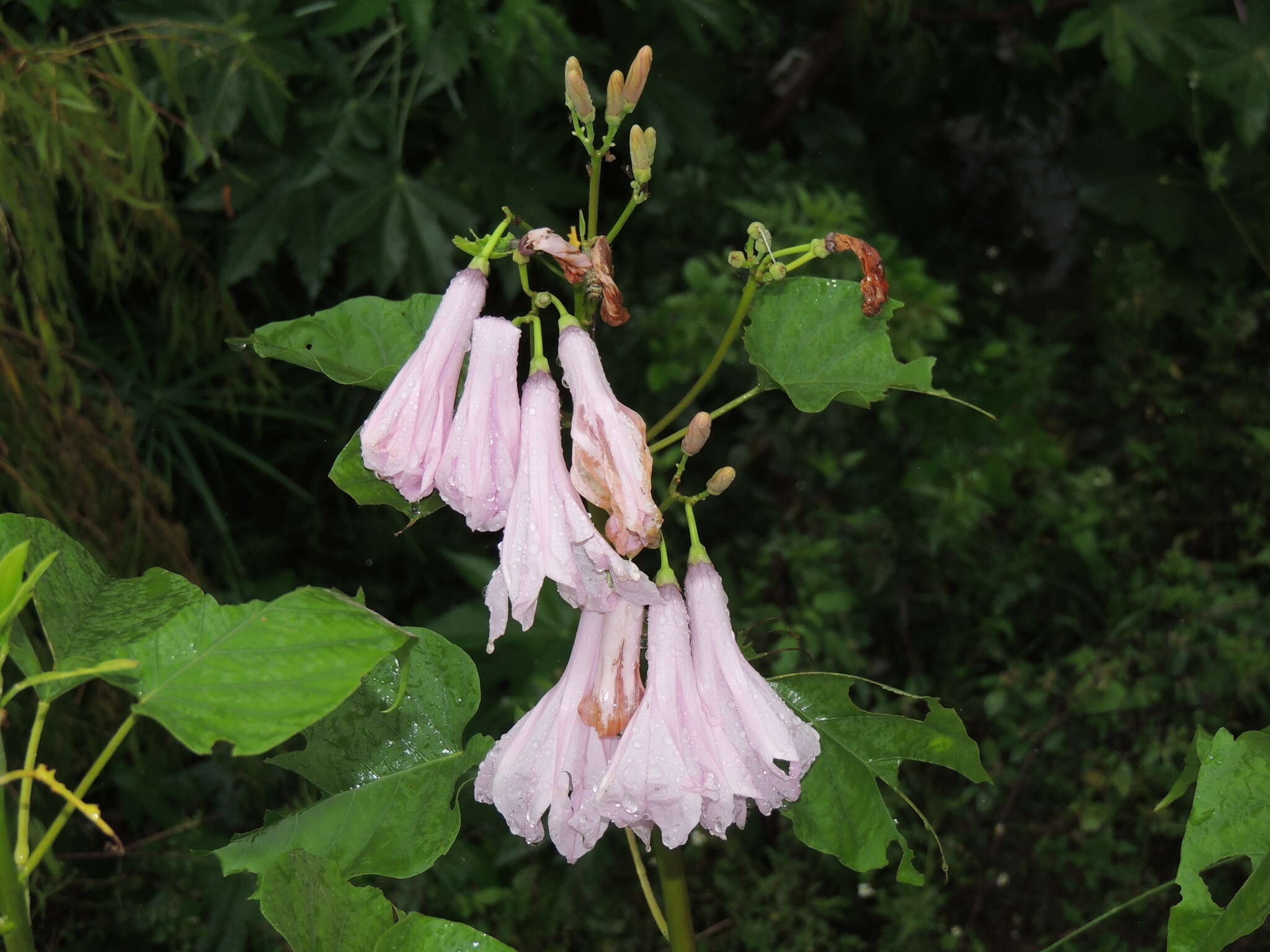 Слика од Ipomoea carnea Jacq.