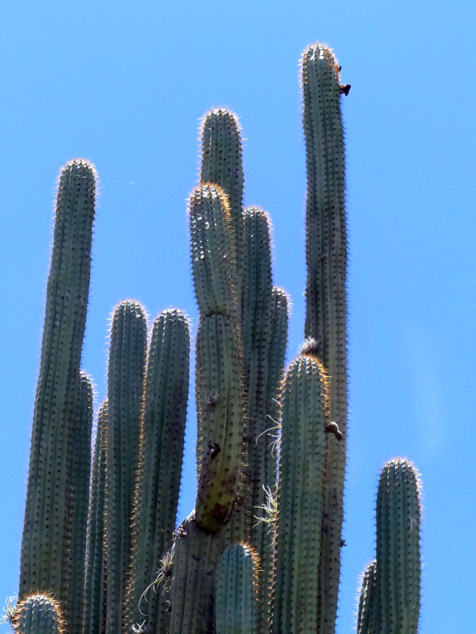 Image of Browningia hertlingiana (Backeb.) Buxb.