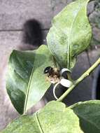 Plancia ëd Xylocopa tabaniformis androleuca Michener 1940