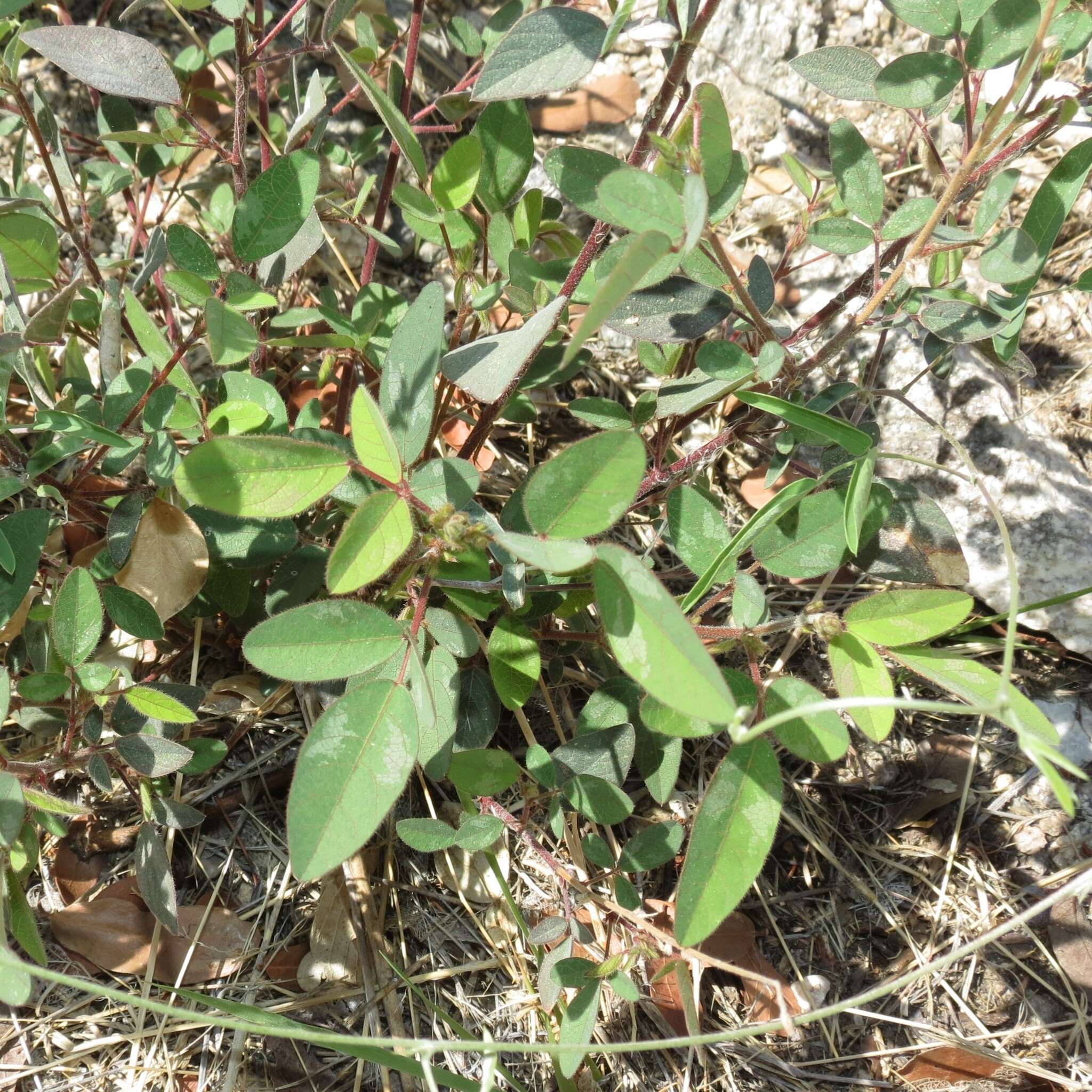 Image of Santa Cruz Island ticktrefoil