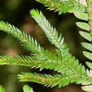 Image of Selaginella stenophylla A. Br.