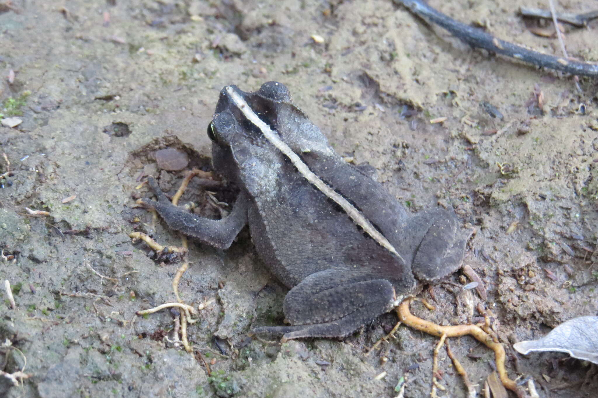 Image of Rhinella scitula (Caramaschi & Niemeyer 2003)