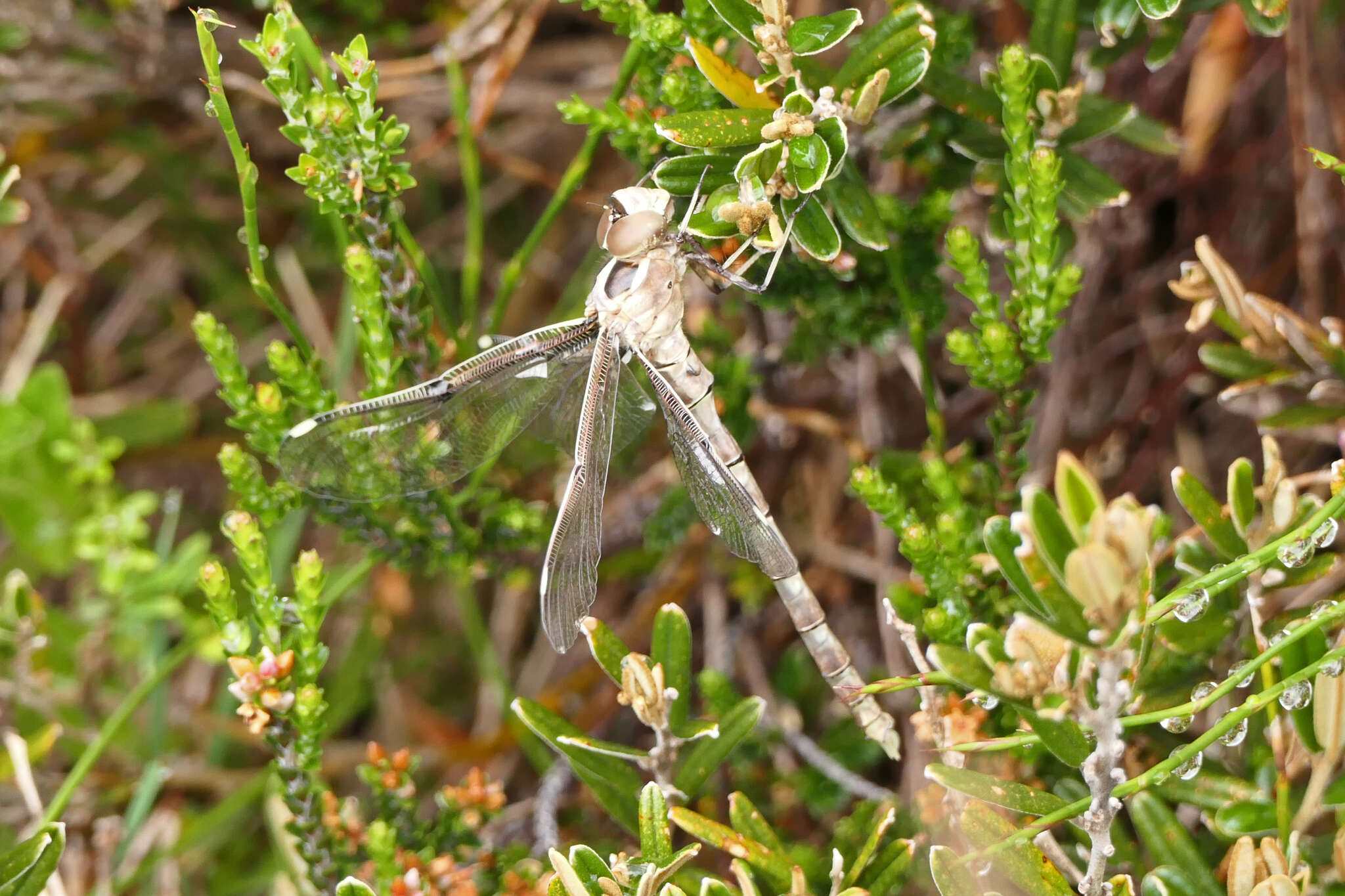 Image of Telephlebia brevicauda Tillyard 1916