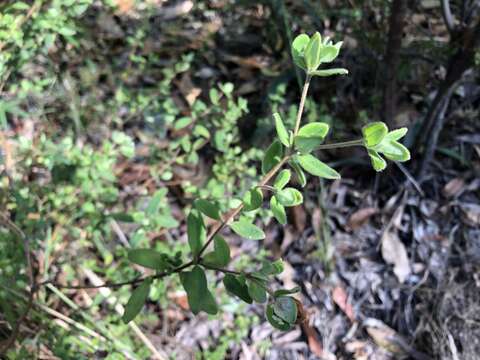 Image of Pimelea latifolia R. Br.