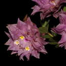 Sivun Lippia florida Cham. kuva