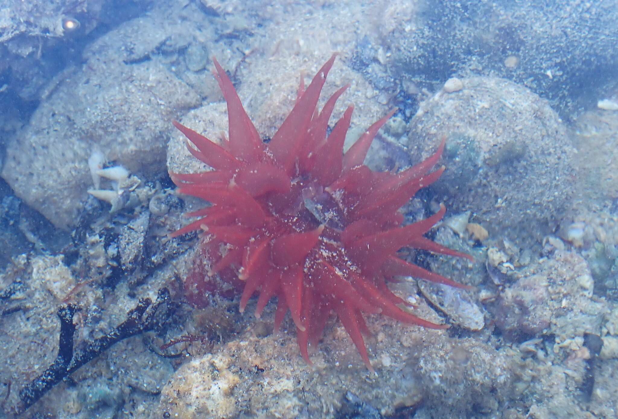 Image of Epiactis australiensis Carlgren 1950