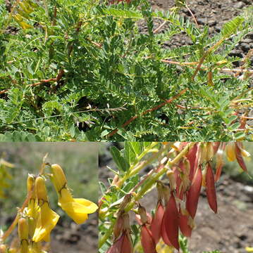 Imagem de Astragalus chinensis L. fil.