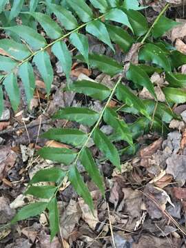 Image of Japanese holly fern mottle pteridovirus