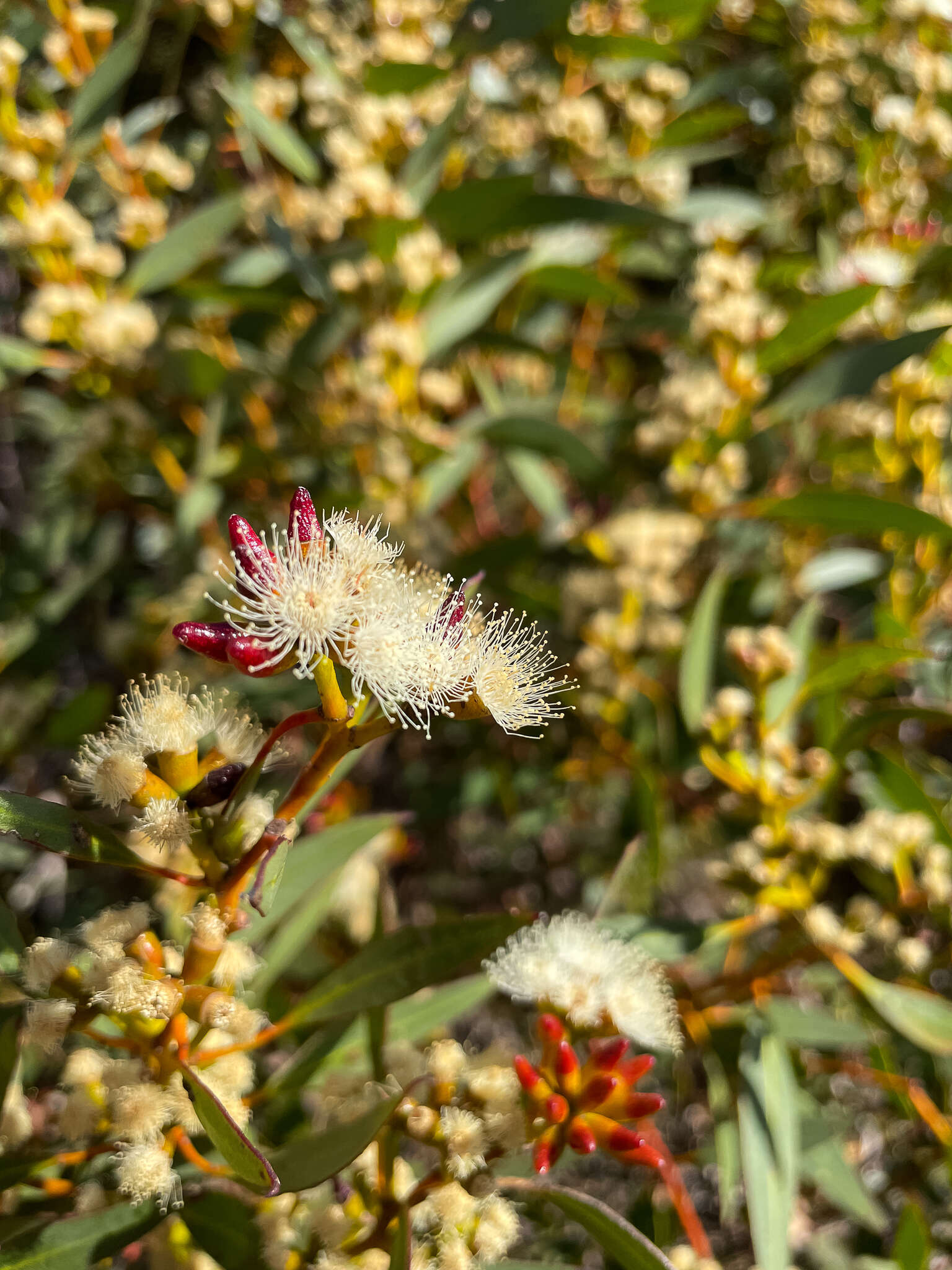 Imagem de <i>Eucalyptus <i>uncinata</i></i> subsp. uncinata