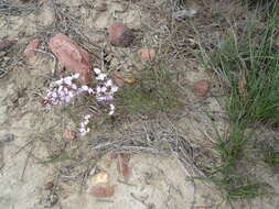 Image of Polygala microlopha var. microlopha