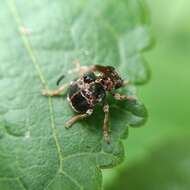 Image of Tessarecphora arachnoides Thomson 1857