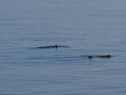 Image of pygmy killer whale