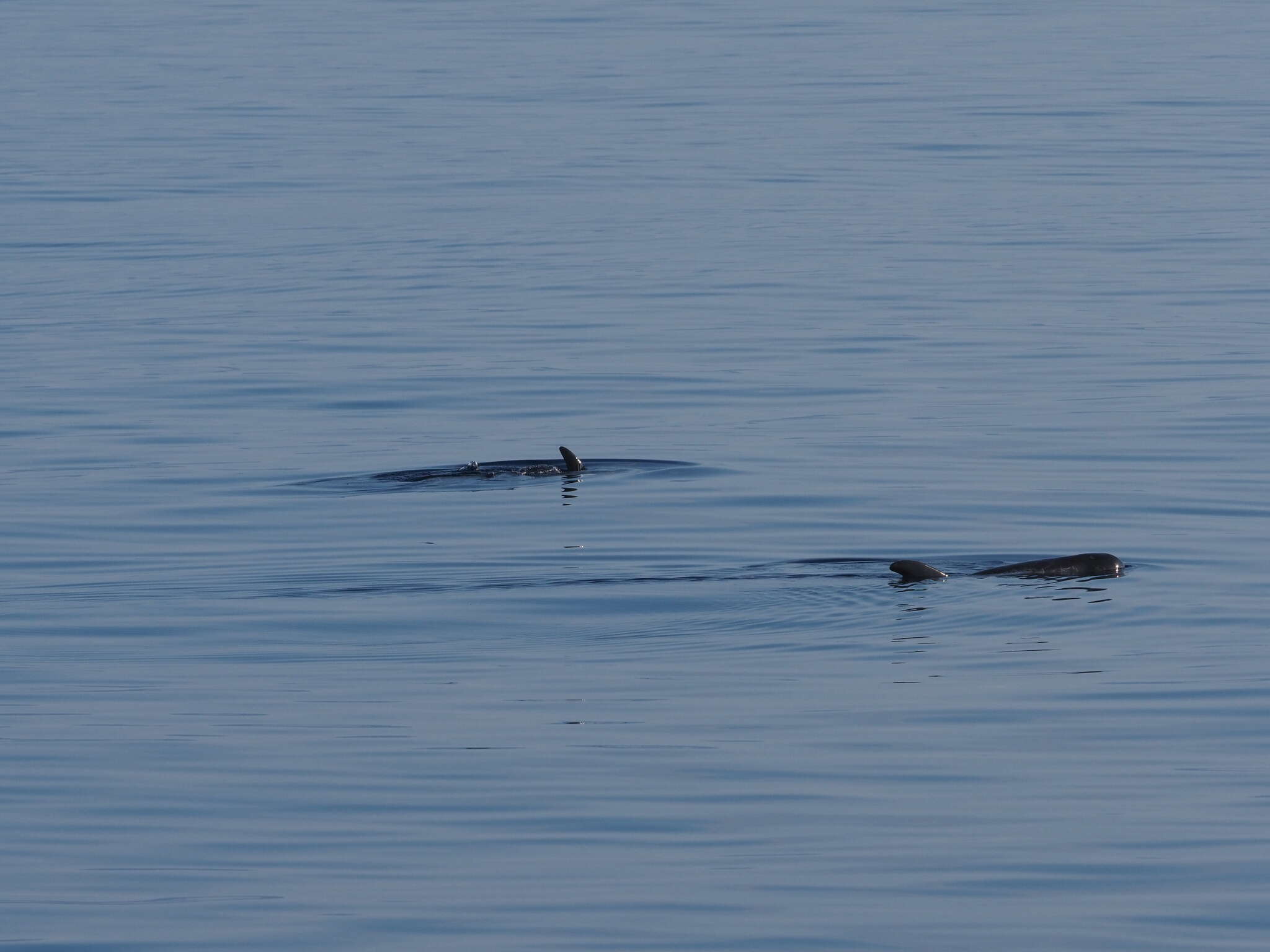 Image of pygmy killer whale