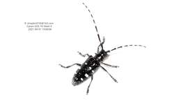 Anoplophora glabripennis (Motschulsky 1854) resmi