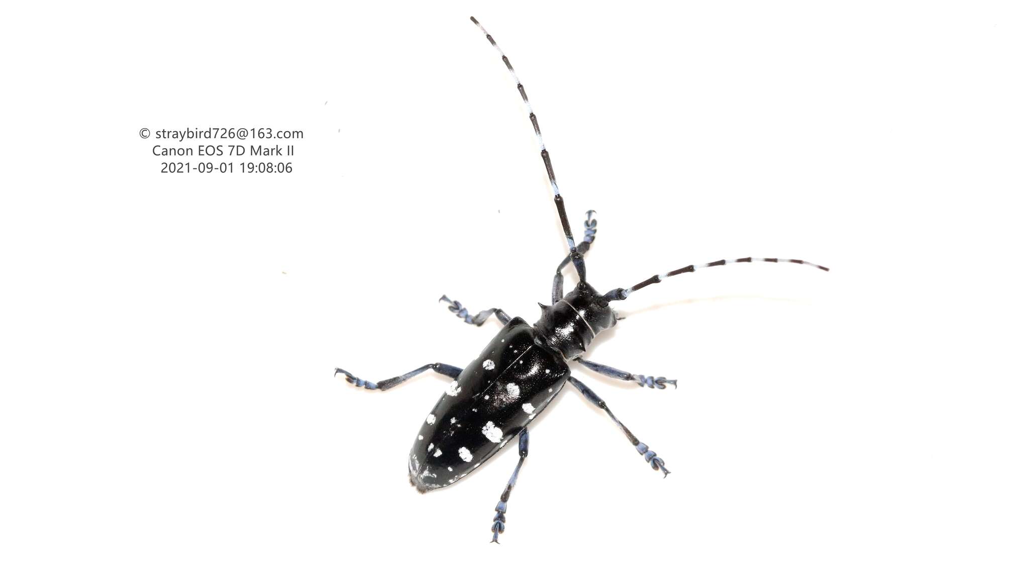 Image of Asian Longhorned Beetle