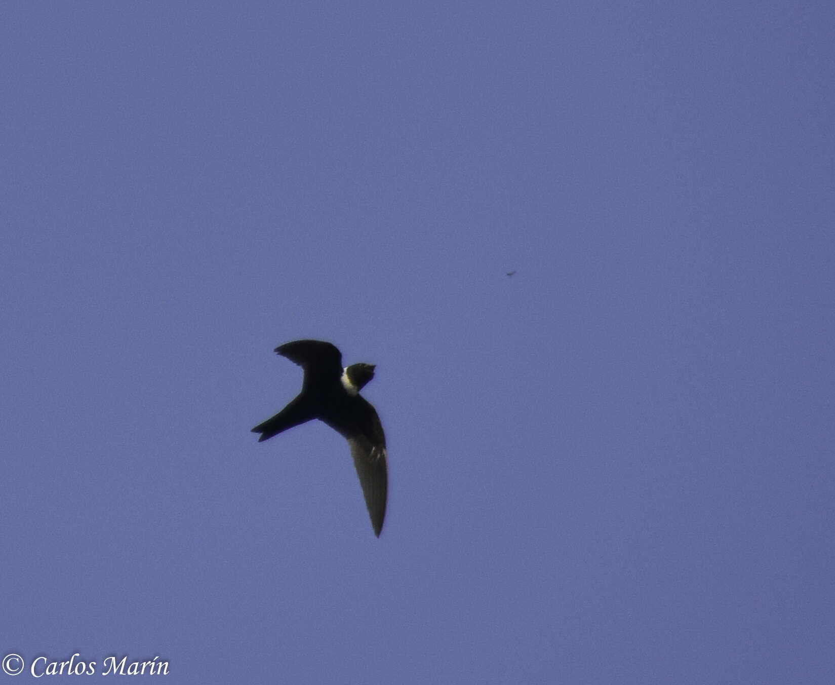 Image of White-collared Swift