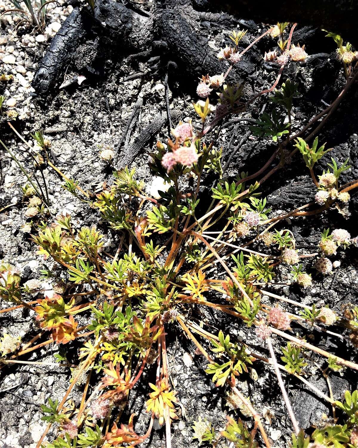 Imagem de Actinotus gibbonsii F. Müll.