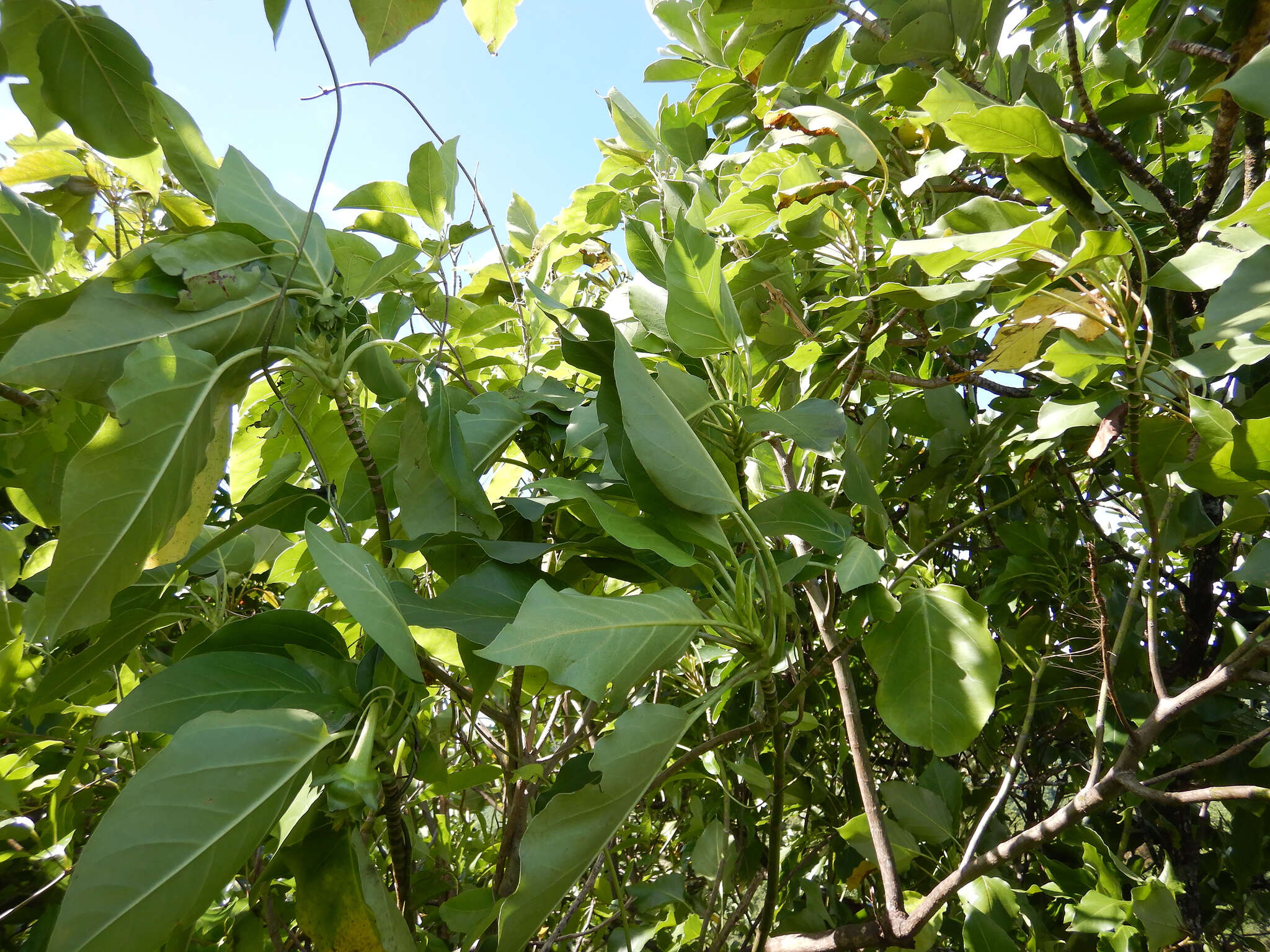 Image of burr daisytree